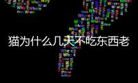 貓為什么幾天不吃東西老喝水呢(貓為什么幾天不拉屎)