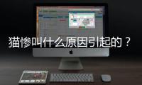 貓慘叫什么原因引起的？貓慘叫的原因