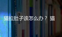 貓拉肚子該怎么辦？ 貓咪拉稀怎么辦