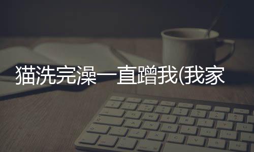 貓洗完澡一直蹭我(我家貓喜歡洗澡)