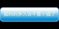 貓媽媽多久會不管小貓了  貓媽媽多久會忘記送走的寶寶