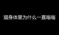 貓身體里為什么一直嗡嗡響？貓身體里為什么一直嗡嗡叫