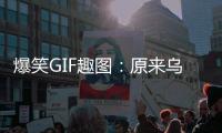 爆笑GIF趣圖：原來烏龜?shù)念^可以伸這么長，今天終于是見到了。