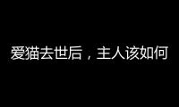 愛貓去世后，主人該如何度過傷心期？試試這幾個辦法，想哭就哭吧