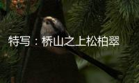 特寫：橋山之上松柏翠 兩岸同胞血脈連