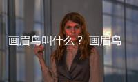 畫眉鳥叫什么？ 畫眉鳥叫