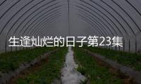 生逢燦爛的日子第23集劇情詳細介紹