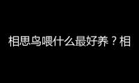 相思鳥喂什么最好養？相思鳥喂什么最好養活