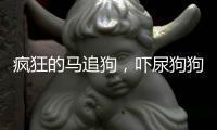 瘋狂的馬追狗，嚇尿狗狗