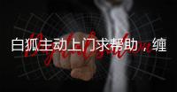 白狐主動上門求幫助，纏上門衛不肯走