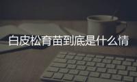 白皮松育苗到底是什么情況?