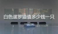 白色暹羅貓值多少錢一只