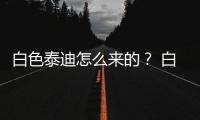 白色泰迪怎么來的？ 白色泰迪狗可愛