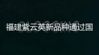 福建紫云英新品種通過(guò)國(guó)家草品種審定