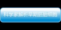 科學家解析早期胚胎細胞的“成長路”