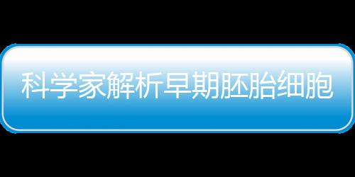 科學家解析早期胚胎細胞的“成長路”