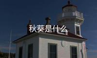 秋葵是什么