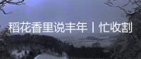 稻花香里說豐年丨忙收割、忙接單……中原大地全面進入“收秋時間”