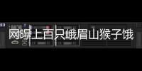 網曝上百只峨眉山猴子餓得下山堵路？景區回應