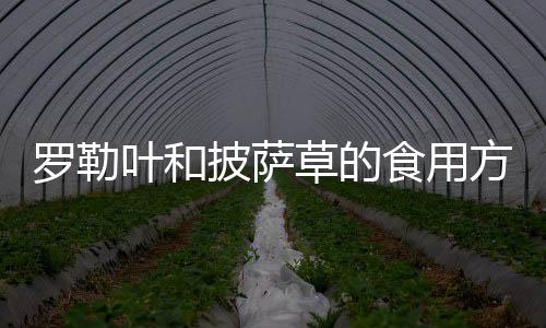 羅勒葉和披薩草的食用方法和技巧