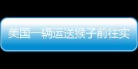 美國一輛運送猴子前往實驗室的卡車造成4只猴子逃跑 幾只已被安樂死