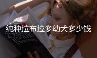 純種拉布拉多幼犬多少錢一只(純種拉布拉多是什么顏色)