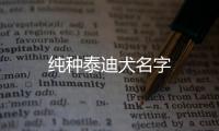 純種泰迪犬名字