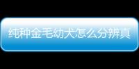 純種金毛幼犬怎么分辨真假？ 快速識(shí)別真假金毛