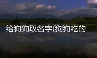 給狗狗取名字(狗狗吃的黃體酮名字)