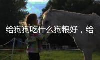 給狗狗吃什么狗糧好，給狗狗吃什么最好