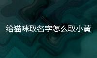 給貓咪取名字怎么取小黃貓的名字？給小黃貓起名字