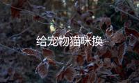 給寵物貓咪換