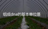 組成dna的基本單位是什么 組成dna的基本單位