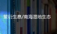 繁衍生息/南海濕地生態(tài)平衡 留給鳥兒一個家