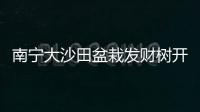 南寧大沙田盆栽發財樹開業花籃大沙田綠蘿金錢樹鮮花花卉盆景綠植