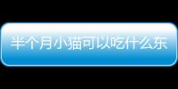 半個月小貓可以吃什么東西了(半個月小貓吃什么食物好)