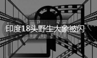 印度18頭野生大象被閃電擊中集體死亡