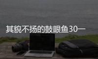 其貌不揚的鼓眼魚30一斤，青島人“專屬”美食，油炸噴香吃過難忘