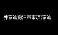 養泰迪狗注意事項(泰迪生小狗注意事項)