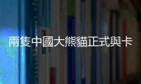 兩隻中國大熊貓正式與卡塔爾公眾見面