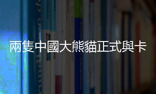 兩隻中國(guó)大熊貓正式與卡塔爾公眾見(jiàn)面