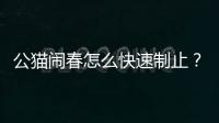 公貓鬧春怎么快速制止？ 制止貓咪嚎春的快速方法