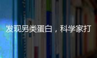 發現另類蛋白，科學家打開飛蝗飛行有氧代謝竅門—新聞—科學網