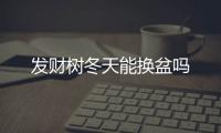 發(fā)財樹冬天能換盆嗎