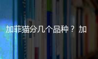 加菲貓分幾個(gè)品種？ 加菲貓有哪些品種