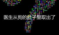 醫生從狗的肚子里取出了足足8斤狗糧 還留兩斤供其消化