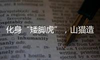 化身“矮腳虎”，山貓?jiān)齑蟠?/></div></a><tt dir=