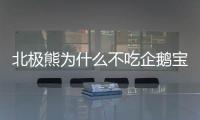 北極熊為什么不吃企鵝寶寶呢（北極熊為什么不吃企鵝）