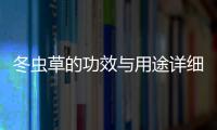 冬蟲草的功效與用途詳細介紹