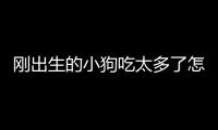 剛出生的小狗吃太多了怎么辦？剛出生的小狗拉稀